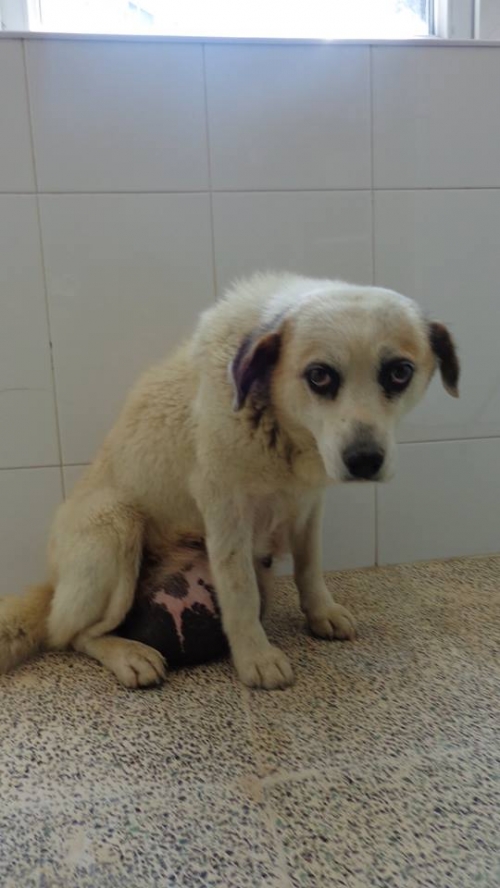 მეტისი ბელკა