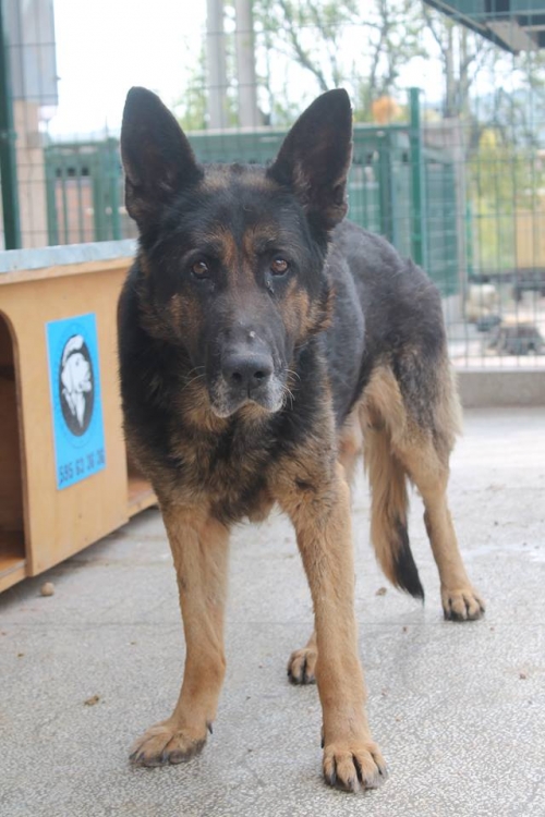 გერმანული ნაგაზი უსახელო