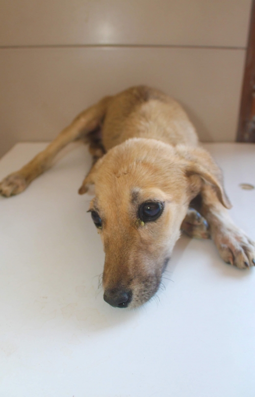 მეტისი უსახელო