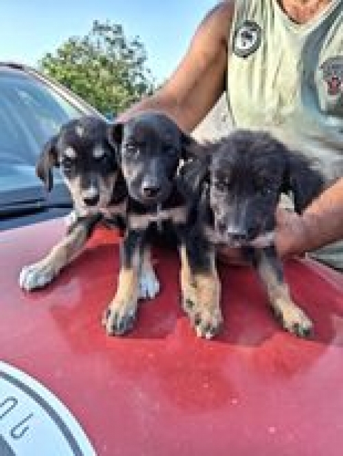 მეტისი საგურამო