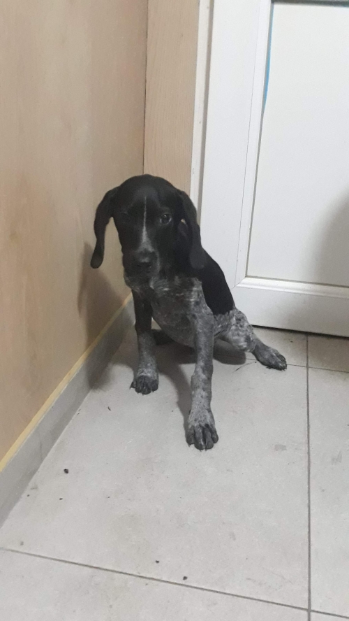 კურცხაარი უსახელო