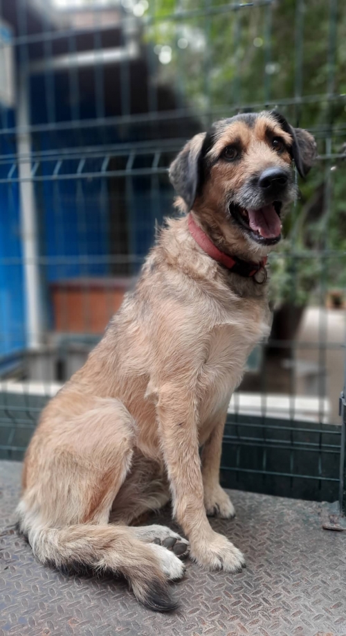 მეტისი წყნეთი