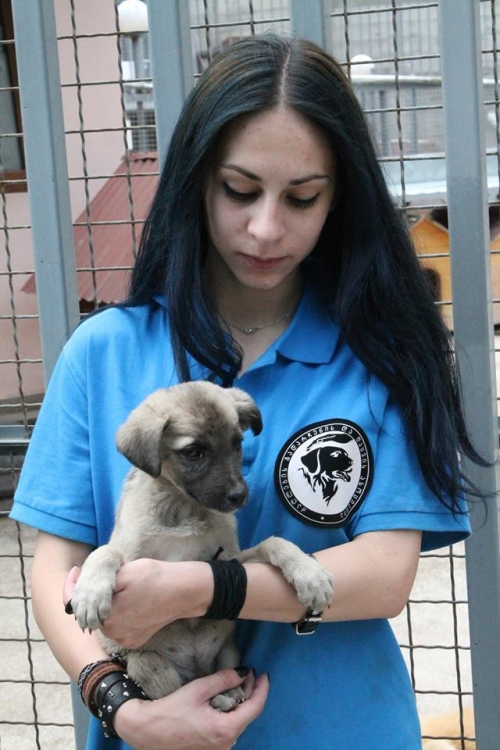 მეტისი უსახელო