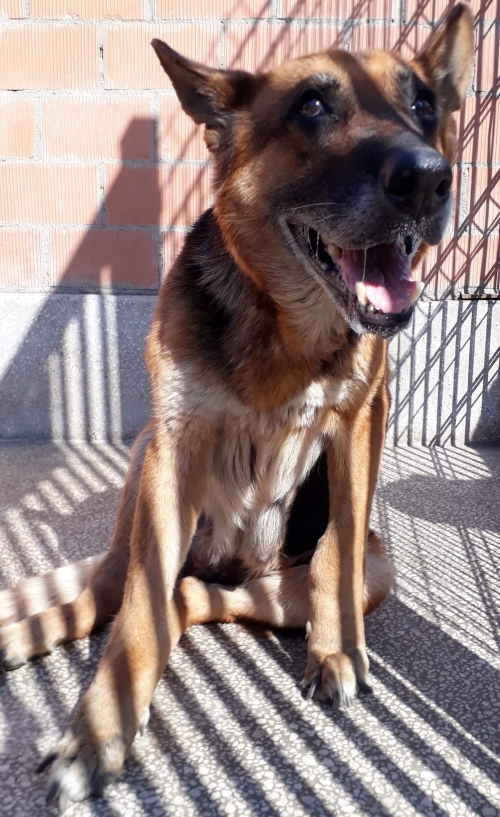 გერმანული ნაგაზი უსახელო