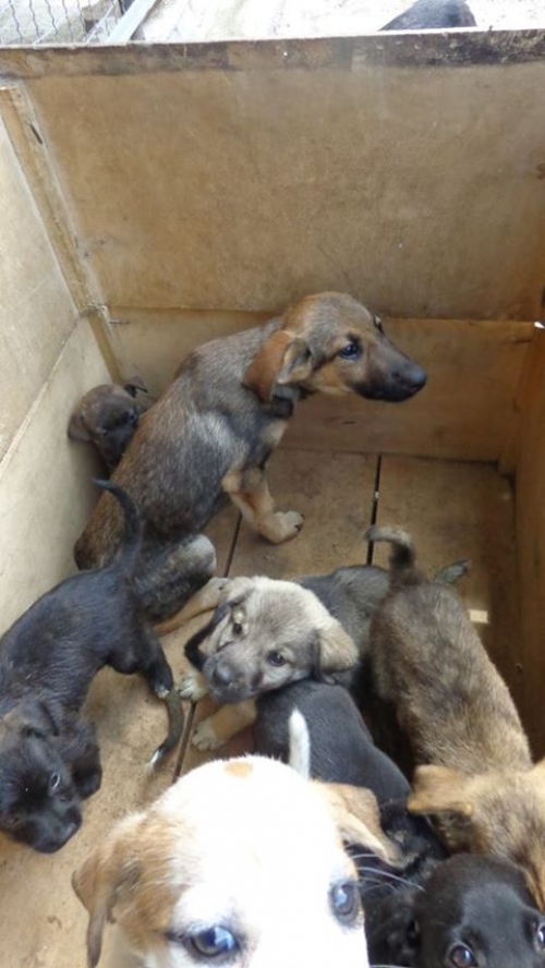 მეტისის ლეკვები უსახელოები