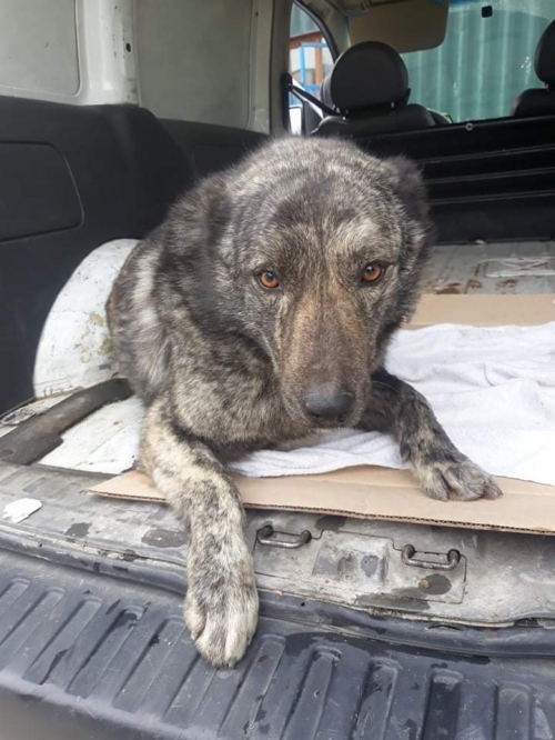 მეტისი მოსკოვის პროსფექტი