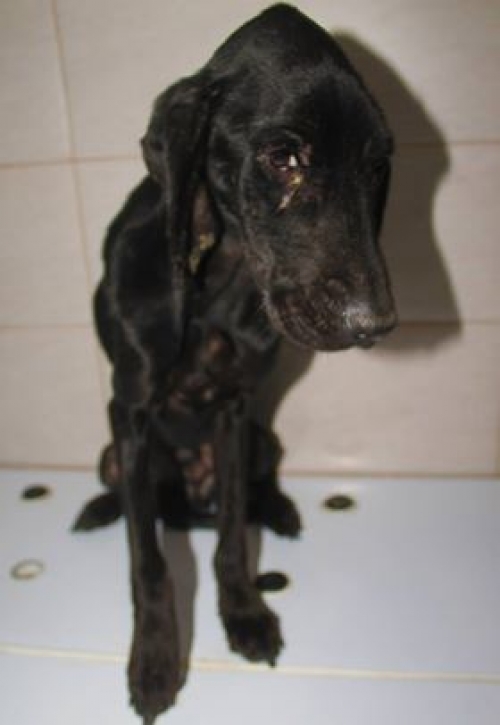 ლაბრადორის მეტისი უსახელო