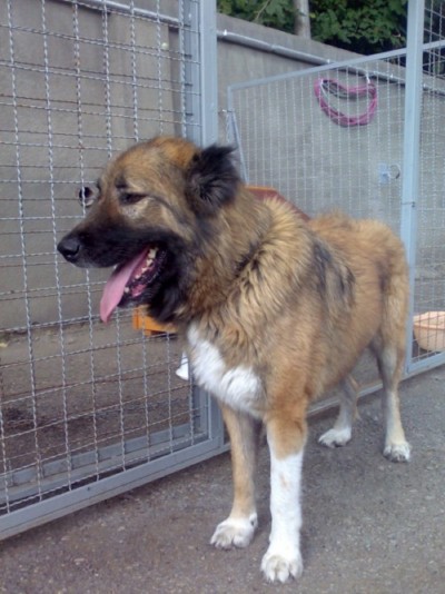 * გარდაცვლილები მურა