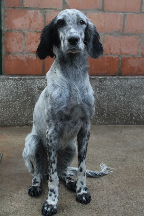 სეტერი უსახელო