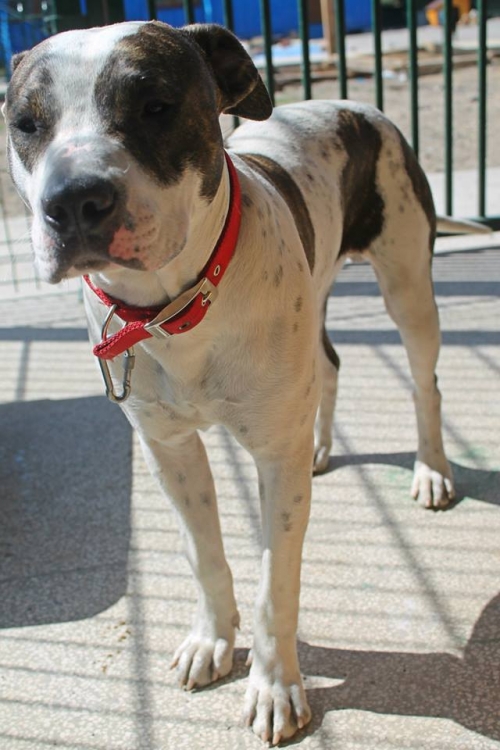 პიტი უსახელო