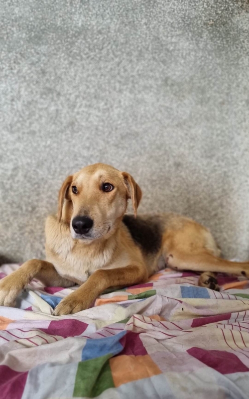 გონჩი ზაჰესი