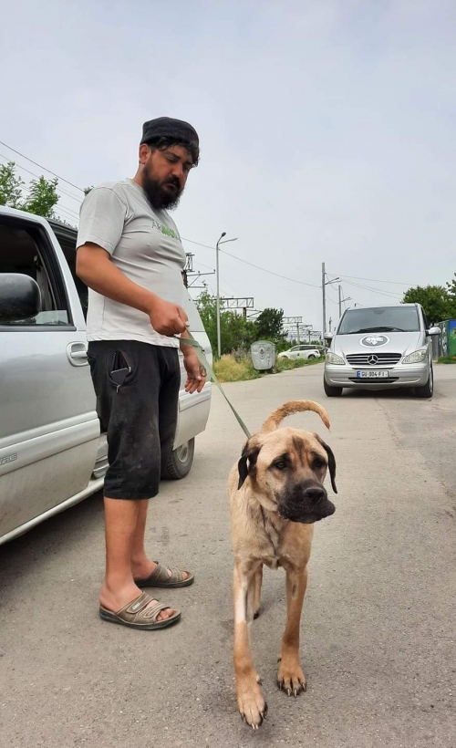 კანე კორსო ქახეთი სოფ. ჯიბითი