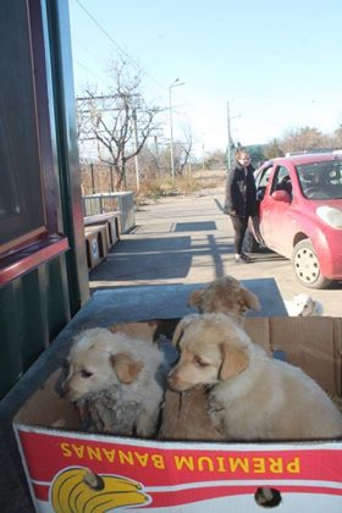 ქართული ქოფაკი უსახელო