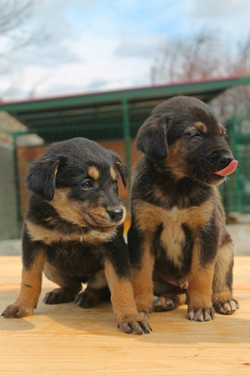 მეტისის ლეკვები უსახელო