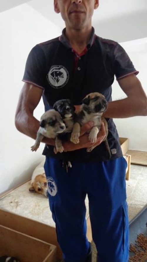 ქართული ქოფაკი უსახელოები