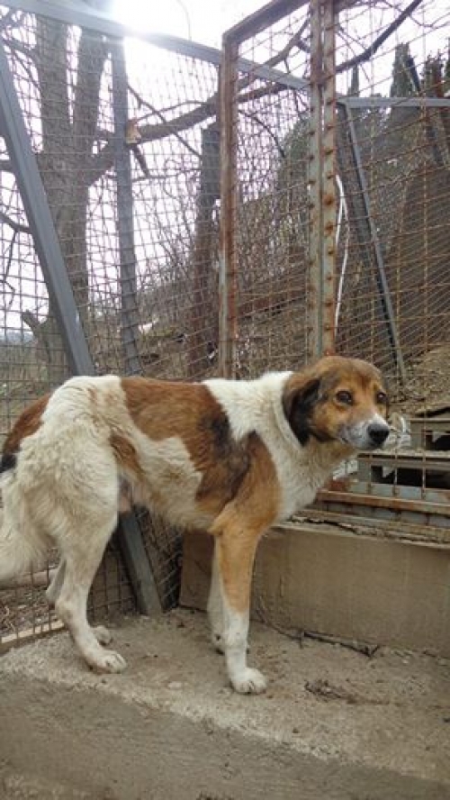 ქართული ქოფაკი უსახელო