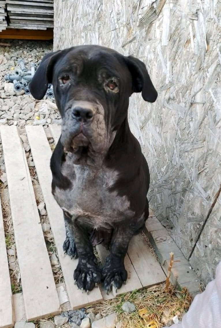 კანე კორსო წეროვანი