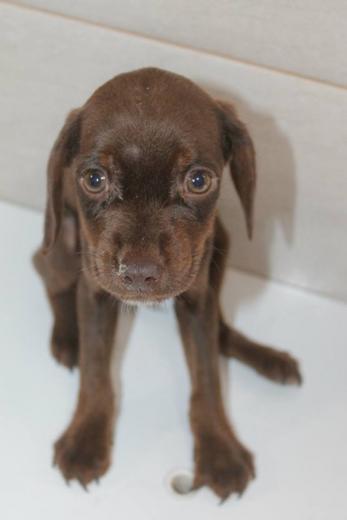 კურცხაალის მეტისი უსახელო