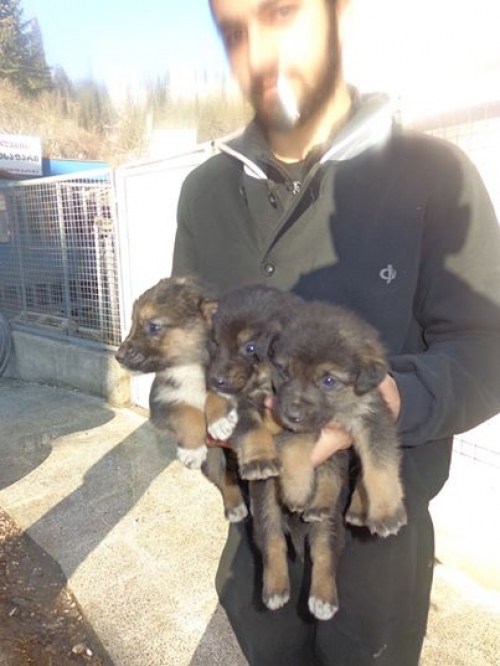 გერმანული ნაგაზის მეტისი უსახელო