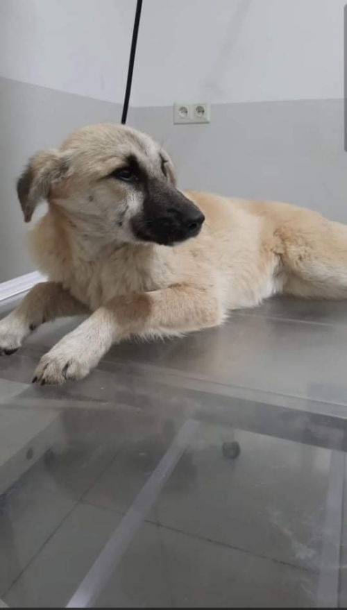 მეტისი უსახელო