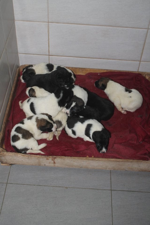 მეტისის ლეკვები უსახელო