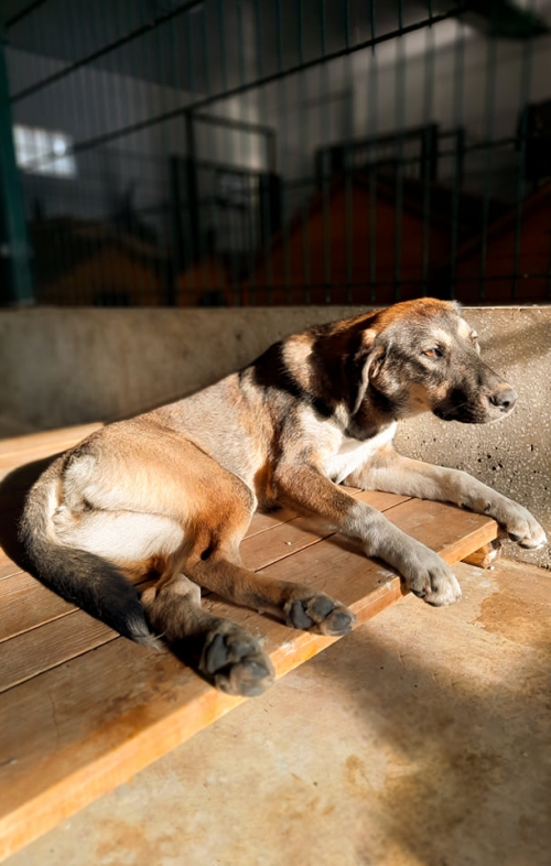 ქართული ნაგაზი ლაზი