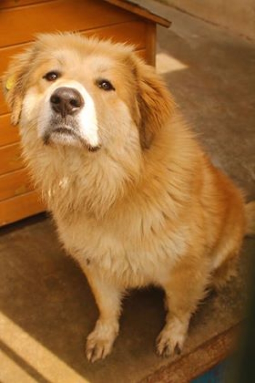 ქართული ქოფაკი უსახელო