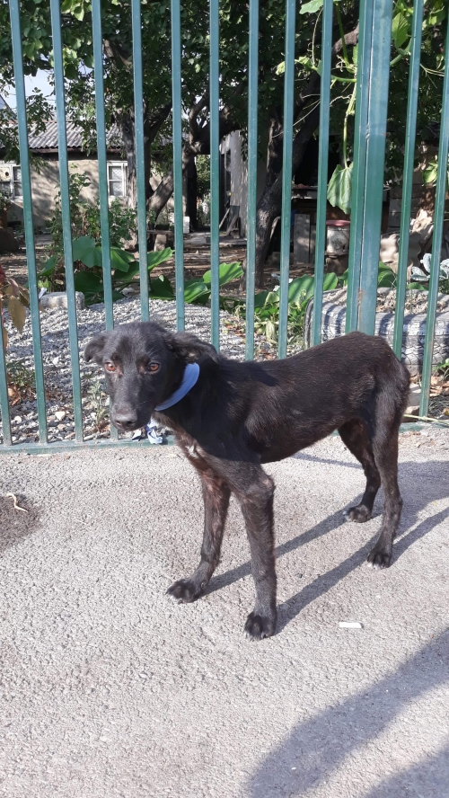 მეტისი უსახელო