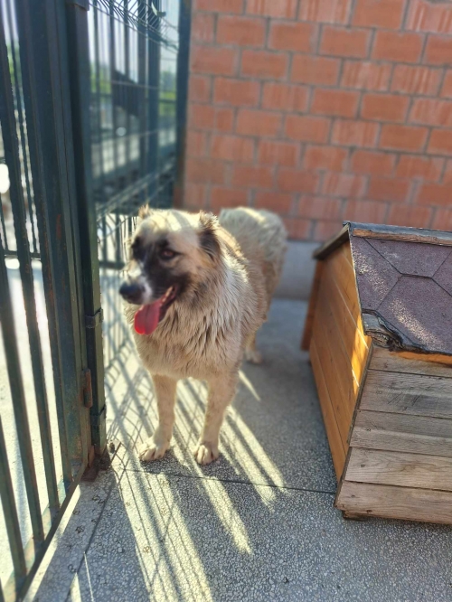 ქართული ნაგაზი გადმოყვანილია მუნიციპალური თავშესაფრიდან