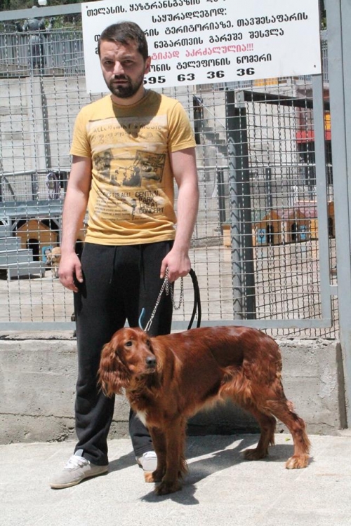 ირლანდიური სეტერი დონა