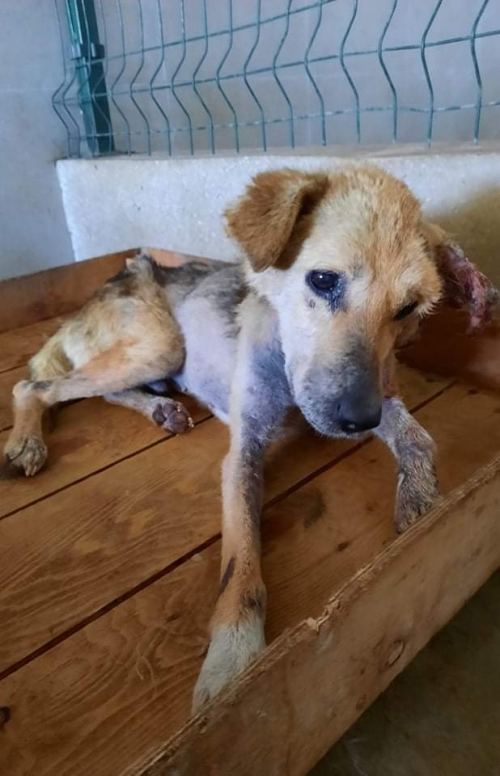 მეტისი ვარკეთილის მასივი