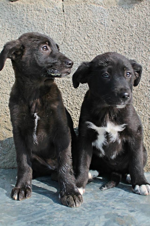 მეტისის ლეკვები უსახელო