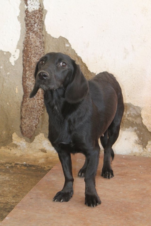 ტაქსას მეტისი ნენსი