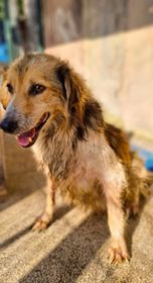 მეტისი აფრიკა ჭიჭინაძეს ქუჩა