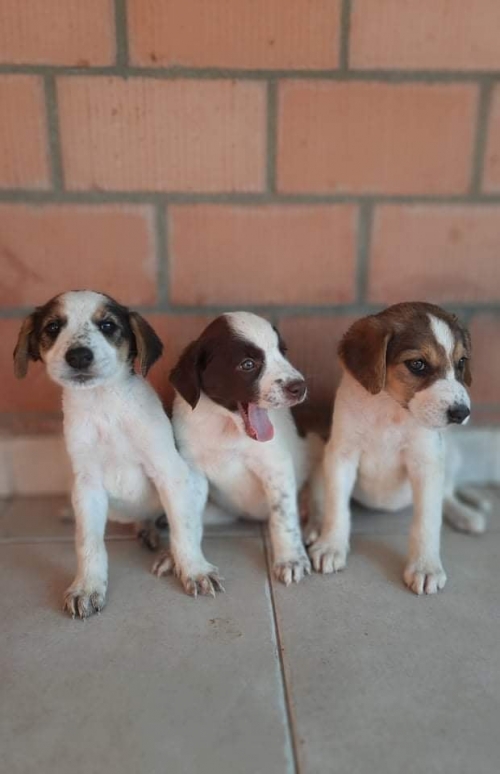 მეტისი ნაპოვნია დასავლეთის გზაზე პერევალთან