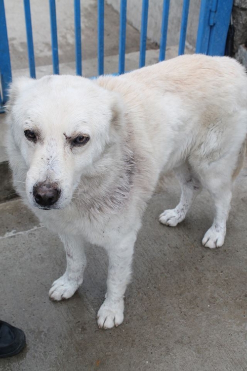 ქართული ქოფაკი ბომბორა