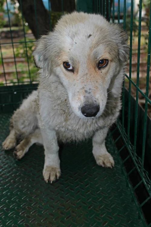 მეტისი უსახელო