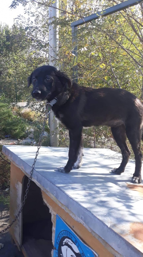 მეტისი უსახელო