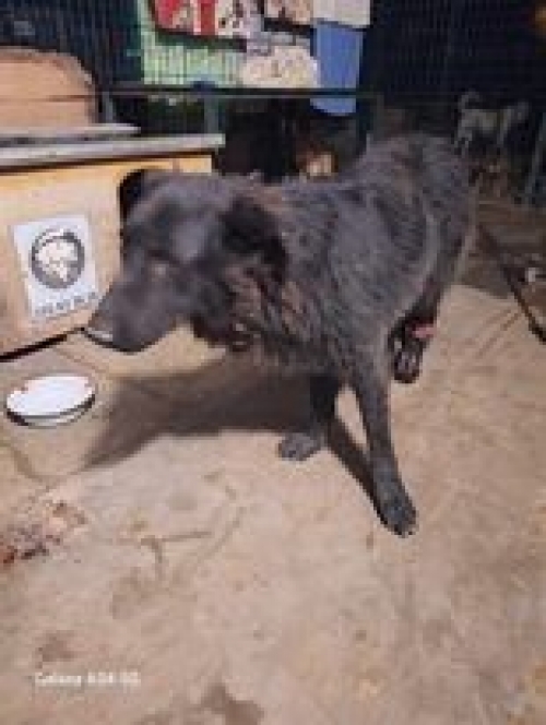 მეტისი გლდანი თიანეთის გზა