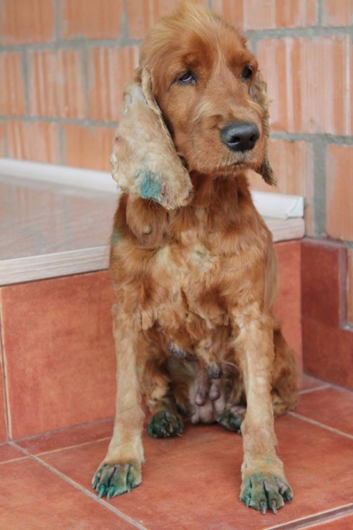 კოკერსპანიელი უსახელო