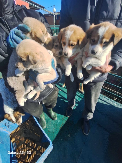 ქართული ქოფაკი ნაპოვნია კაიროზე ნაგვის ურნაში