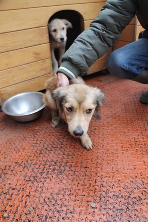 მეტისი უსახელო