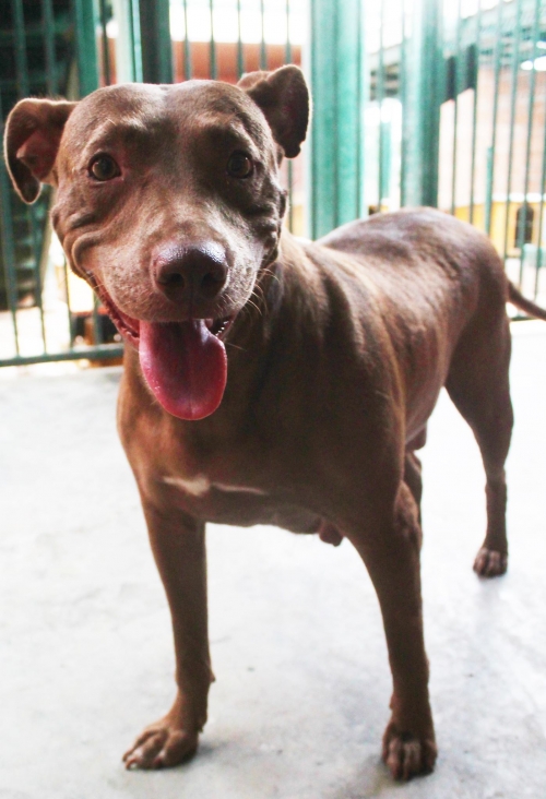 პიტი ლინდა