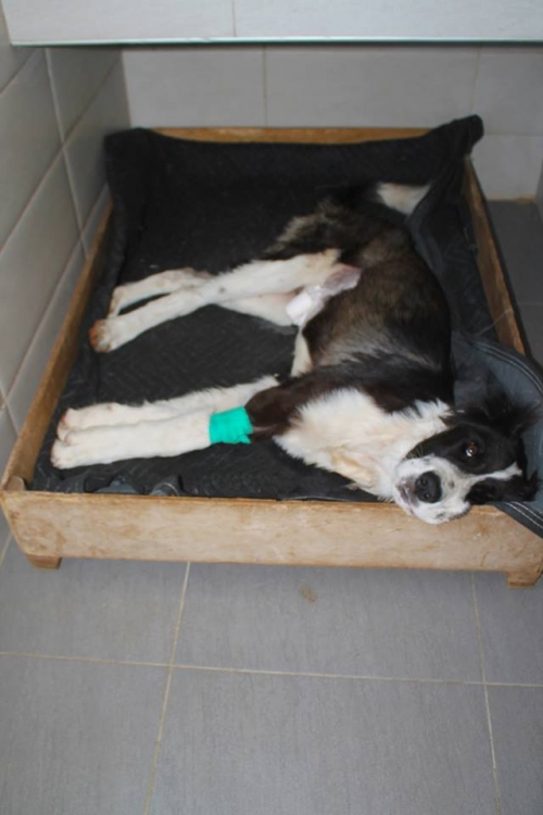 ქართული ქოფაკი თორეშა