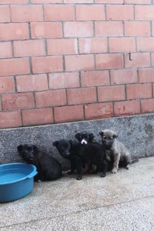 ქართული ქოფაკი უსახელო