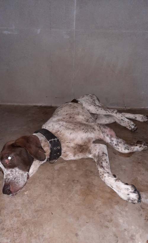 კურცხაარი რუსთავშია მიკედლებული. გიორგაძის ქუაზე.