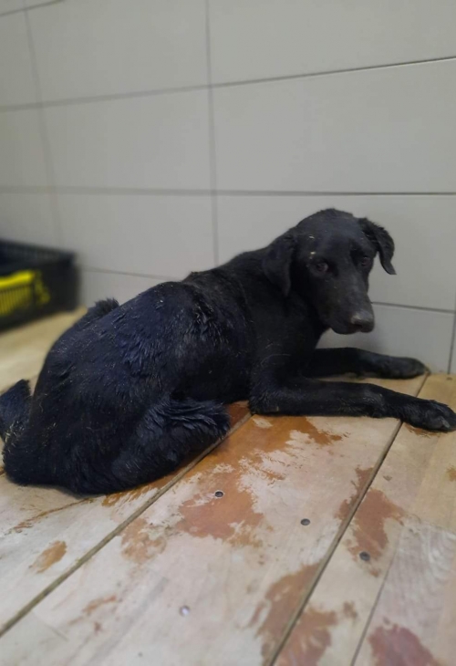 მეტისი გადმოიყვანეს მუნიციპ. თავშეს.