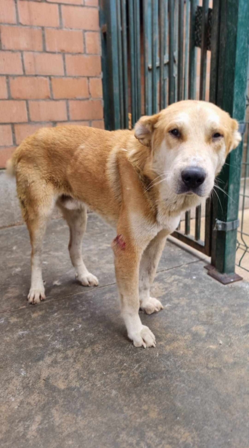 ქართული ქოფაკი სახელი დათულა,გლდანი ფრანგული უბანი