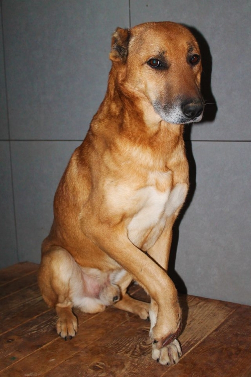 ქართული ქოფაკი უსახელო