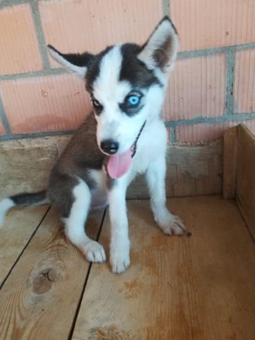 ლაიკა ვაზისუბანი